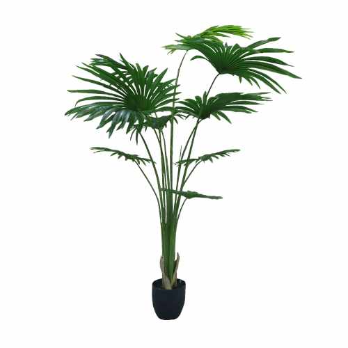 GD4305_WASHINGTONIA_ROBUSTA_220cm.jpg
