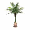 GD4221_DYPSIS_AREKA_250cm.jpg