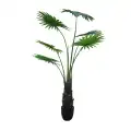 GD4292_WASHINGTONIA_ROBUSTA_160cm.jpg