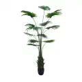 GD4294_WASHINGTONIA_ROBUSTA_200cm.jpg