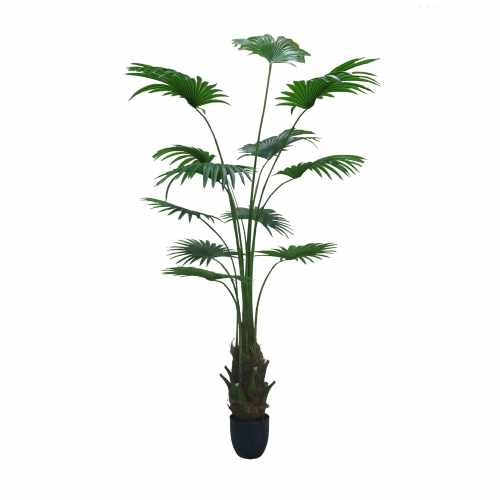 GD4294_WASHINGTONIA_ROBUSTA_200cm.jpg