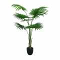 GD4302_WASHINGTONA_ROBUSA_160cm.jpg