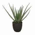 GD4012_ALOES_58cm.jpg