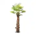 GD4282_PALMA_SABAL_350cm.jpg