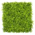 GD244_ESTRAGON_50x50.jpg