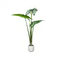 ALOKAZJA 140cm  GD4042.jpg