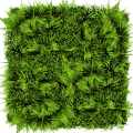 GD636_PAPROTKA_100x100cm.jpg